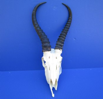  Male Springbok Skull with10 and 10-3/4 inches horns <font color=red> Grade B Quality</font> (missing tip of skull, holes) for $59.99