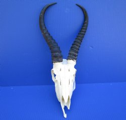  Male Springbok Skull with10 and 10-3/4 inches horns <font color=red> Grade B Quality</font> (missing tip of skull, holes) for $59.99
