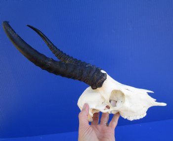  Male Springbok Skull with10 and 10-3/4 inches horns <font color=red> Grade B Quality</font> (missing tip of skull, holes) for $59.99