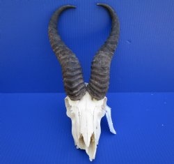 Discount African Male Springbok Skull with 11-3/4 and 12 inches horns (broken nose, holes) for $49.99