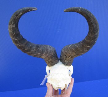 Male Springbok Skull with 11-3/4 and 12 inches horns  <font color=red> Grade B Quality</font>(broken nose, holes) for $59.99