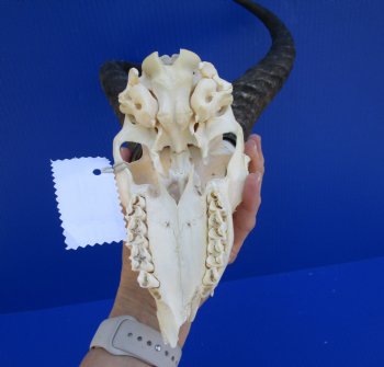 Male Springbok Skull with 11-3/4 and 12 inches horns  <font color=red> Grade B Quality</font>(broken nose, holes) for $59.99