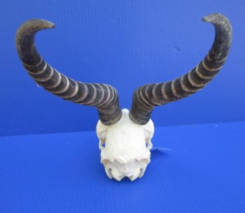 Male African Springbok Skull for Sale with 11-1/2 and 11-1/4 inches Horns - Buy this one for $69.99