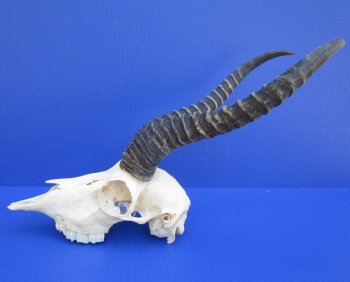 Male African Springbok Skull for Sale with 11-1/2 and 11-1/4 inches Horns - Buy this one for $69.99