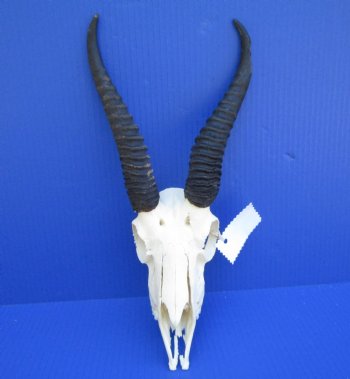 Male Springbok Skull with 8-1/2 inches horns <font color=red> Grade B Quality</font> (back of skull missing) for $59.99