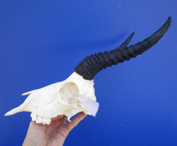 Male Springbok Skull with 8-1/2 inches horns <font color=red> Grade B Quality</font> (back of skull missing) for $59.99