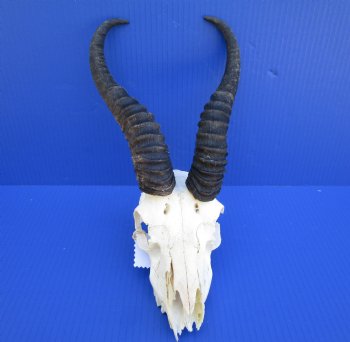 African Male Springbok Skull with 9-1/2 and 10 inches horns <font color=red> Grade B Quality</font> (missing tip of skull, teeth) for $59.99