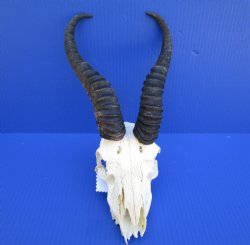 Discount African Male Springbok Skull with 9-1/2 and 10 inches horns (missing tip of skull, teeth) for $49.99