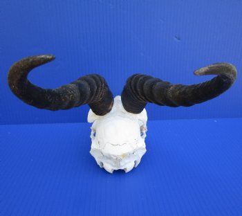 Discount African Male Springbok Skull with 9-1/2 and 10 inches horns (missing tip of skull, teeth) for $49.99