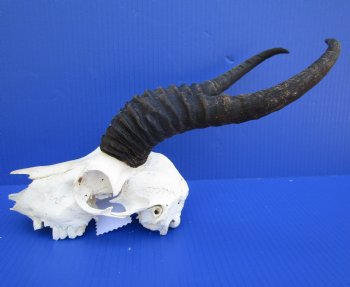  Male Springbok Skull with10 and 10-3/4 inches horns <font color=red> Grade B Quality</font> (missing tip of skull, holes) for $59.99