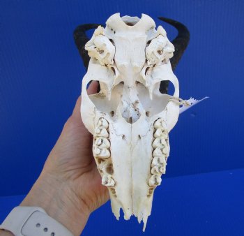 African Male Springbok Skull with 9-1/2 and 10 inches horns <font color=red> Grade B Quality</font> (missing tip of skull, teeth) for $59.99