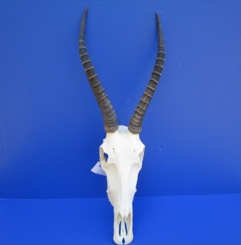 African Blesbok Skull with 14-1/4 and 14-1/2 Inches Horns (missing few teeth) <font color=red> Grade A Quality</font> for $89.99