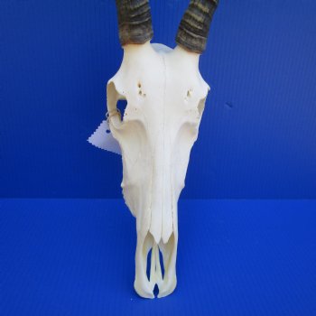 African Blesbok Skull with 14-1/4 and 14-1/2 Inches Horns (missing few teeth) <font color=red> Grade A Quality</font> for $89.99