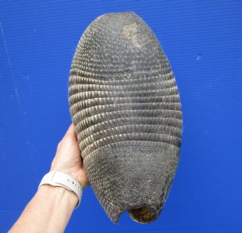 12 inches Preserved Georgia Armadillo Shell for $49.99
