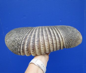 12 inches Preserved Georgia Armadillo Shell for $49.99