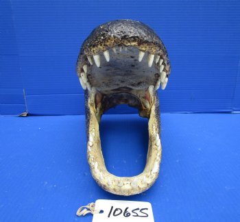 16 inches Extra Large Louisiana Alligator Head Souvenir for $94.99