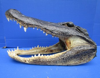 16 inches Extra Large Louisiana Alligator Head Souvenir for $94.99