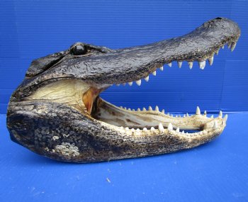 17-1/2 inches Extra Large Taxidermy Alligator Head Souvenir for $119.99