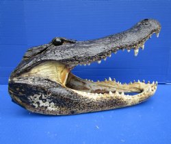 17-1/2 inches Extra Large Louisiana Alligator Head Souvenir for $119.99