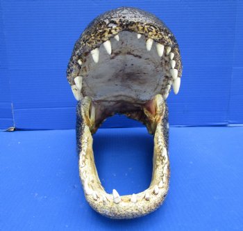 17-1/2 inches Extra Large Louisiana Alligator Head Souvenir for $119.99