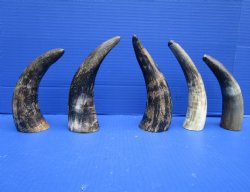 5 Sanded Cow Horns 7 to 8-1/4 inches, Semi Polished for $4.00 each