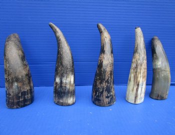 5 Sanded Cow Horns 7 to 8-1/4 inches, Semi Polished for $4.00 each