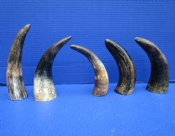 5 Sanded Cow Horns 7-1/2 to 8-1/4 inches, Semi Polished for $4.00 each