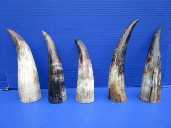 5 Sanded Cow Horns with Hand Scraped Look 9-3/4 to 11-3/4 inches, Lightly Polished for $8.00 each