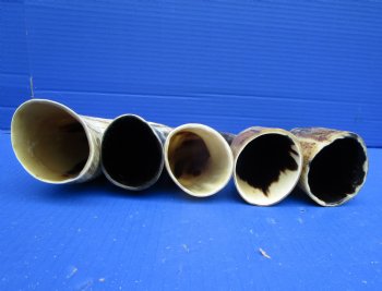5 Sanded Cow Horns with Hand Scraped Look 9-3/4 to 11-3/4 inches, Lightly Polished for $8.00 each