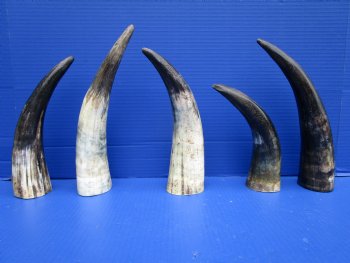 5 Sanded Cow Horns with Hand Scraped Look 9-3/4 to 12 inches, Lightly Polished for $8.00 each