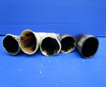 5 Sanded Cow Horns with Hand Scraped Look 9-3/4 to 12 inches, Lightly Polished for $8.00 each