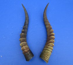 15 and 15-1/4 inches Blesbok Horns for Sale (1 right, 1 left) for $15.00 each