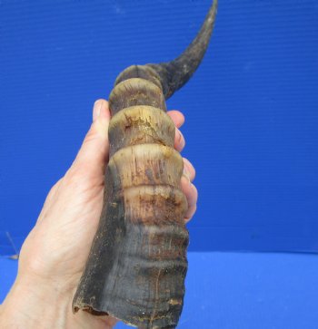 15 and 15-1/4 inches Blesbok Horns for Sale (1 right, 1 left) for $15.00 each