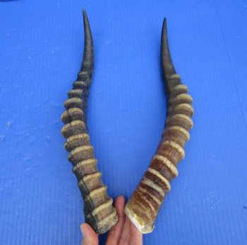 13-1/2 and 14 inches Blesbok Horns for Sale (1 right, 1 left) for $15.00 each