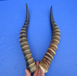13-1/2 and 14 inches Blesbok Horns for Sale (1 right, 1 left) for $15.00 each