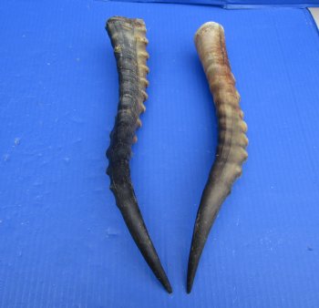 13-1/2 and 14 inches Blesbok Horns for Sale (1 right, 1 left) for $15.00 each