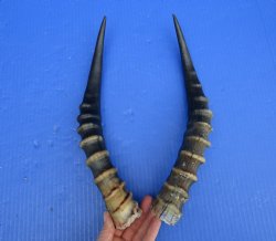 Two 13 inches Blesbok Horns for Sale (1 right, 1 left) for $15.00 each