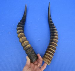 14 and 14-1/2 inches Real Blesbok Horns for Sale (1 right, 1 left) for $15.00 each