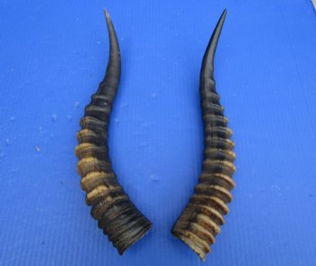 14 and 14-1/2 inches Real Blesbok Horns for Sale (1 right, 1 left) for $15.00 each