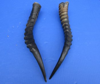 14 and 14-1/2 inches Real Blesbok Horns for Sale (1 right, 1 left) for $15.00 each