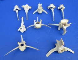 10 Wild Boar Vertebrae Bones for Sale in Bulk 3-1/2 to 5 inches for $2.00 each