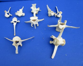 10 Wild Boar Vertebrae Bones for Sale in Bulk 3-1/2 to 5 inches for $2.00 each