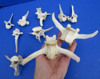 10 Wild Boar Vertebrae Bones for Sale in Bulk 3-1/2 to 5 inches for $2.00 each