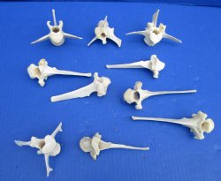 10 Real Wild Boar Vertebrae Bones 3 to 5-3/4 inches for $2.00 each