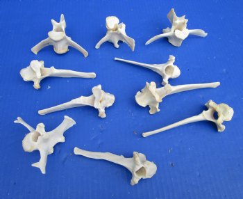 10 Real Wild Boar Vertebrae Bones 3 to 5-3/4 inches for $2.00 each