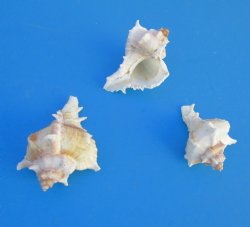 Virgin Murex Shells, Chicoreus Virgineus, 2 to 2-1/2 inches - 50 @ .24 each; 100 @ .21 each