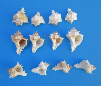 Virgin Murex Shells, Chicoreus Virgineus, 1-1/2 to 2 inches - 100 @ .15 each