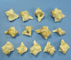 Virgin Murex Shells, Chicoreus Virgineus, 2 to 2-1/2 inches - 50 @ .24 each; 100 @ .21 each