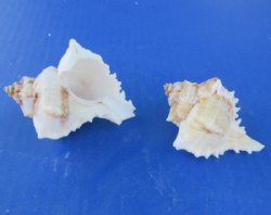 Virgin Murex Shells...
