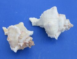 Virgin Murex Shells...